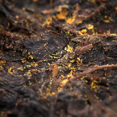 Découvrez le goût délicieux du thé chinois Jing Yang Fu Thé en brique Thé noir artisanal et frais