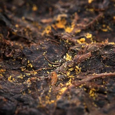 Thé chaud pour la perte de poids Thé noir sans additifs Thé minceur à boire